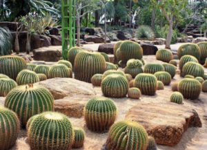 jardin xerofilo
