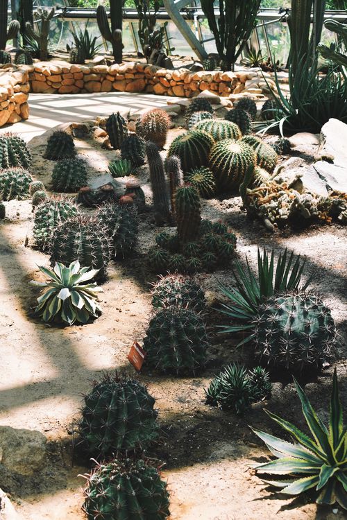 Plantas Xerófitas | Formación y Jardinería