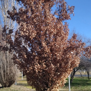 Marcescencia | Formacion y Jardinería
