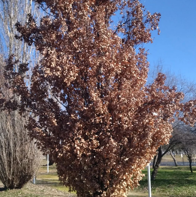 Marcescencia | Formacion y Jardinería