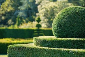 Seto elemento focal | Formación y Jardinería