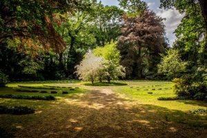 Cómo seleccionar las plantas adecuadas para tu jardín