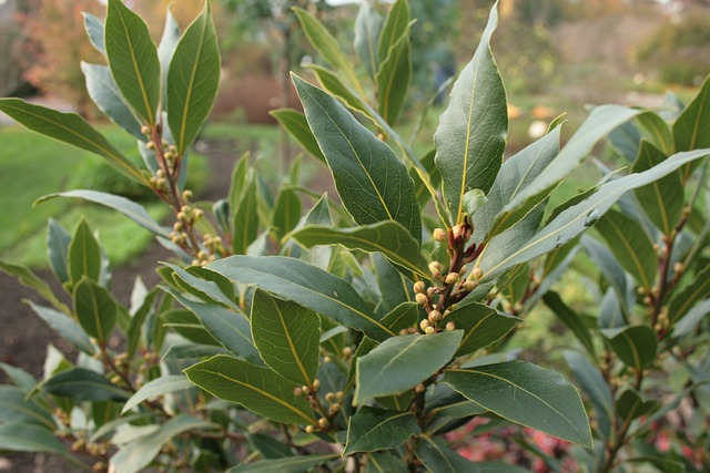 Laurel (Laurus nobilis) | Formación y Jardinería