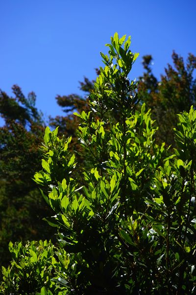 Laurel | Formación y Jardinería
