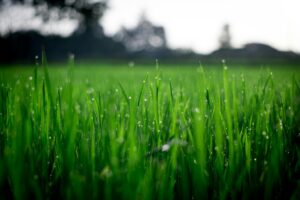 10 Consejos antes de poner césped en tu jardín | Formación y Jardinería