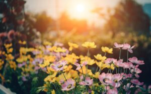 Que flores poner en verano en tu jardín | Formación y jardinería