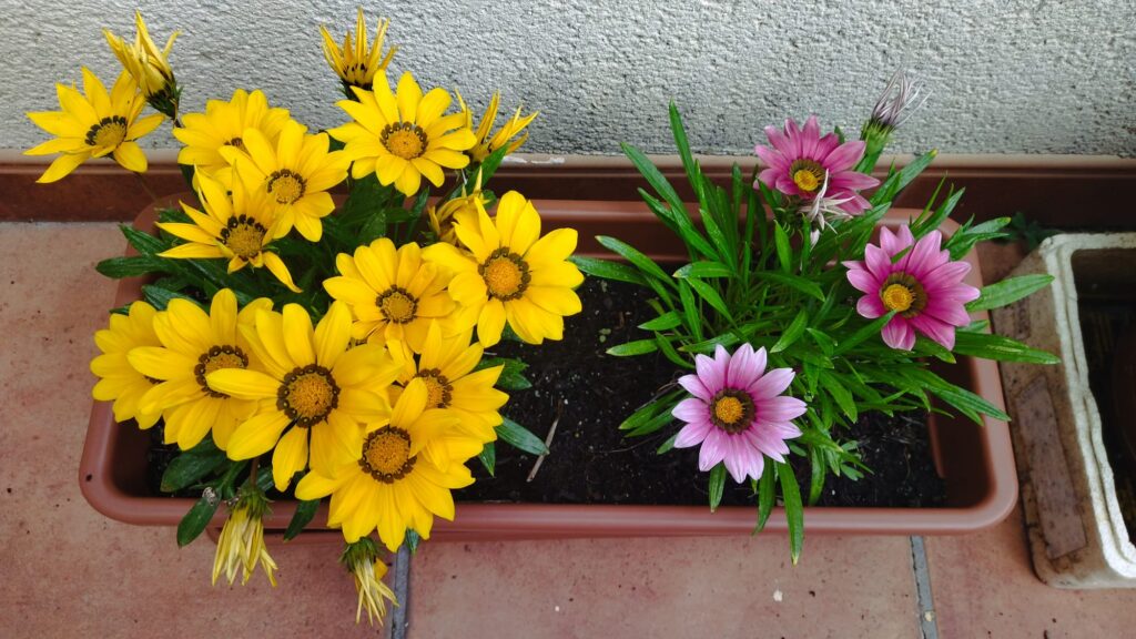 Gazanias en maceta | Formación y Jardinería
