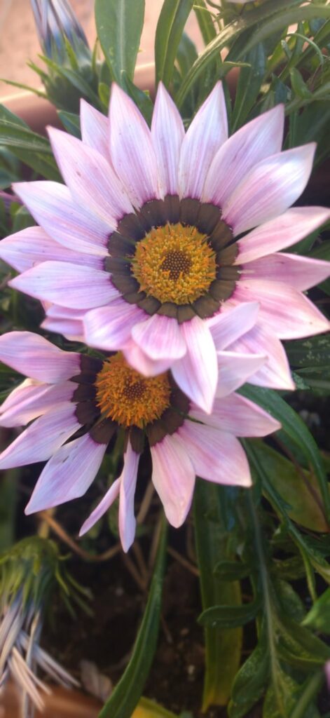 Gazanias flores Violetas |Formación y Jardinería