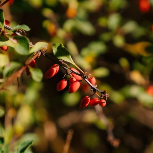 Berberis Thunbergii bayas | Formación y Jardinería Berberis Thunbergii bayas | Formación y Jardinería