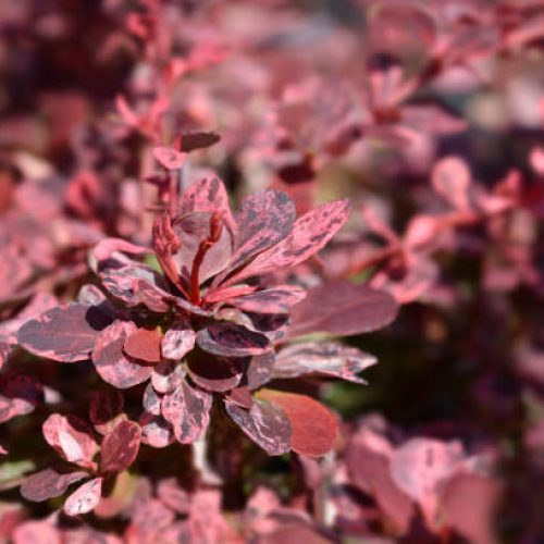 Berberis Thunbergii | Formación y Jardinería Berberis Thunbergii | Formación y Jardinería