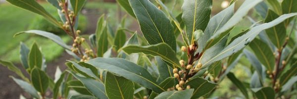 Laurel (Laurus nobilis) | Formación y Jardinería Laurel (Laurus nobilis) | Formación y Jardinería