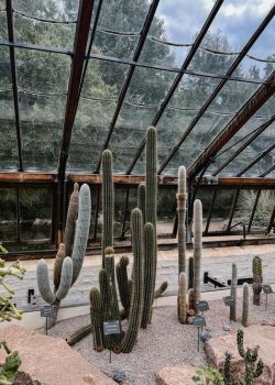 Plantas Xeróficas – Cactus | Formación y Jardinería Plantas Xeróficas - Cactus | Formación y Jardinería