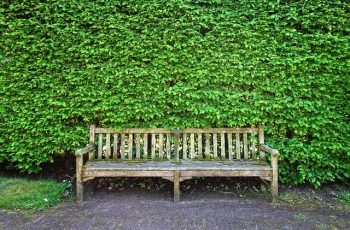 seto muro o tapavistas | formaciony jardineria Setos pantalla o tapavistas | Formación y Jardinería